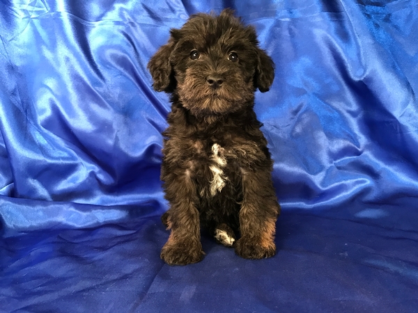 Black Miniature Schnoodle Pup for Sale Near the Iowa Minnesota Border